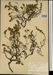 Thymus sipyleus Boiss., South Asia, South Asia (Asia outside ex-Soviet states and Mongolia) (ASIA) (Turkey)