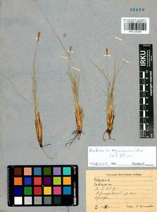 Carex myosuroides Vill., Siberia, Yakutia (S5) (Russia)