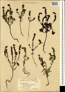 Odontites luteus (L.) Clairv., Crimea (KRYM) (Russia)