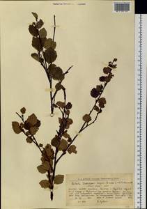 Betula intermedia var. sukatschewii (Soczava) Govaerts, Siberia, Western Siberia (S1) (Russia)