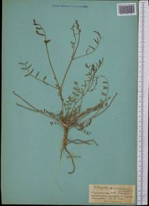 Astragalus, Middle Asia, Karakum (M6) (Turkmenistan)