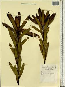 Leucadendron globosum (Kennedy ex Andrews) I. Williams, Africa (AFR) (South Africa)