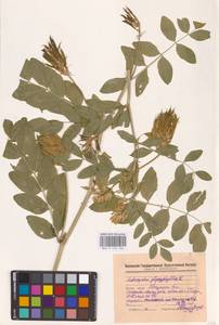 Astragalus glycyphyllos L., Eastern Europe, Middle Volga region (E8) (Russia)