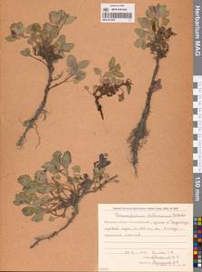 Dracocephalum stellerianum Hiltebr., Siberia, Chukotka & Kamchatka (S7) (Russia)