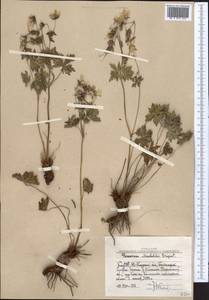 Geranium himalayense Klotzsch in Klotzsch & Garcke, Middle Asia, Western Tian Shan & Karatau (M3) (Uzbekistan)