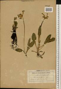 Primula veris L., Eastern Europe, Central forest-and-steppe region (E6) (Russia)