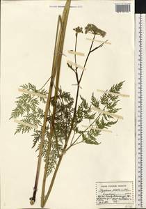 Thysselinum palustre (L.) Hoffm., Eastern Europe, Central forest-and-steppe region (E6) (Russia)