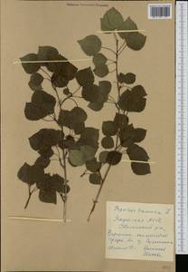 Populus tremula L., Siberia, Yakutia (S5) (Russia)