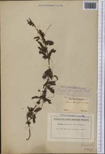Mimosa lasiocephala Benth., America (AMER) (Brazil)