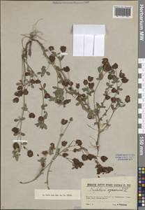 Trifolium aureum Pollich, Eastern Europe, North-Western region (E2) (Russia)
