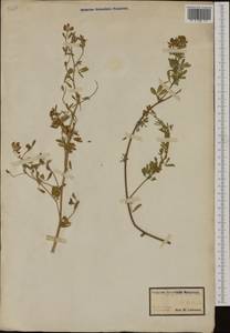 Trigonella procumbens (Besser) Rchb., Eastern Europe, Latvia (E2b) (Latvia)
