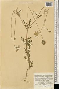 Lomelosia persica (Boiss.) Greuter & Burdet, Caucasus, Azerbaijan (K6) (Azerbaijan)