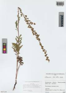 Artemisia latifolia Ledeb., Siberia, Altai & Sayany Mountains (S2) (Russia)