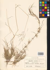 Agrostis canina L., Eastern Europe, Moscow region (E4a) (Russia)