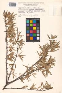 Hippophae rhamnoides L., Eastern Europe, Moscow region (E4a) (Russia)