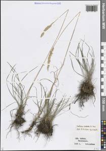 Koeleria pyramidata (Lam.) P.Beauv., Caucasus, Stavropol Krai, Karachay-Cherkessia & Kabardino-Balkaria (K1b) (Russia)