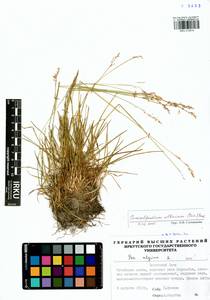 Paracolpodium altaicum (Trin.) Tzvelev, Siberia, Baikal & Transbaikal region (S4) (Russia)