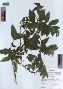 KUZ 001 293, Galega orientalis Lam., Siberia, Altai & Sayany Mountains (S2) (Russia)