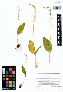 Malaxis monophyllos (L.) Sw., Siberia, Baikal & Transbaikal region (S4) (Russia)