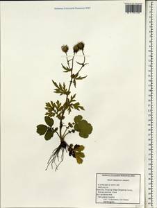 Geum aleppicum Jacq., South Asia, South Asia (Asia outside ex-Soviet states and Mongolia) (ASIA) (China)