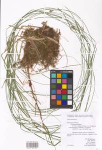 Carex brizoides L., Eastern Europe, Central region (E4) (Russia)