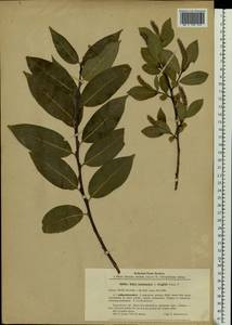 Salix ×meyeriana Rostk. ex Willd., Eastern Europe, Latvia (E2b) (Latvia)