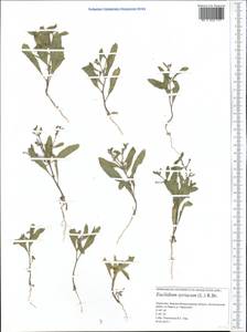 Euclidium syriacum (L.) W. T. Aiton, Middle Asia, Caspian Ustyurt & Northern Aralia (M8) (Kazakhstan)