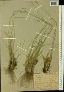 Agropyron cristatum (L.) Gaertn., Siberia, Altai & Sayany Mountains (S2) (Russia)