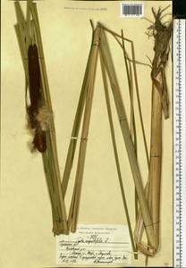 Typha angustifolia L., Eastern Europe, Central region (E4) (Russia)