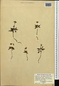 Anemone caucasica Willd. ex Rupr., Caucasus, Krasnodar Krai & Adygea (K1a) (Russia)