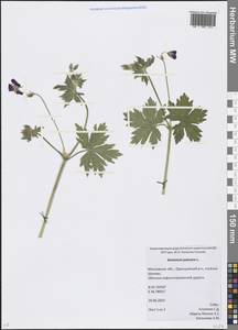 Geranium palustre L., Eastern Europe, Moscow region (E4a) (Russia)
