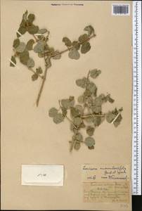 Lonicera nummulariifolia Jaub. & Spach, Middle Asia, Western Tian Shan & Karatau (M3) (Kazakhstan)