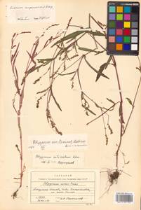 Persicaria erectominor (Makino) Nakai, Siberia, Russian Far East (S6) (Russia)