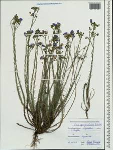 Linum austriacum subsp. squamulosum (Juz.), Crimea (KRYM) (Russia)