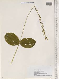 Neottia ovata (L.) Bluff & Fingerh., Eastern Europe, Central forest region (E5) (Russia)