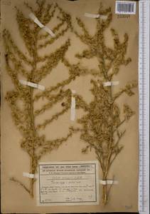 Halothamnus subaphyllus (C. A. Mey.) Botsch., Middle Asia, Syr-Darian deserts & Kyzylkum (M7)