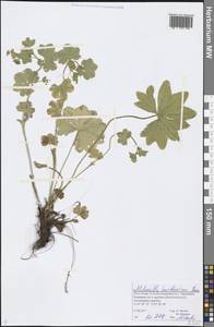 Alchemilla murbeckiana Buser, Eastern Europe, Northern region (E1) (Russia)