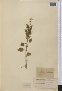 Lobelia cliffortiana L., America (AMER) (Not classified)