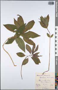 Mercurialis perennis L., Eastern Europe, Central region (E4) (Russia)