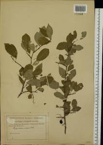 Prunus domestica L., Eastern Europe, Lower Volga region (E9) (Russia)