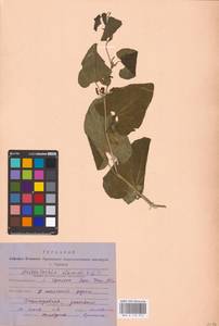 Aristolochia clematitis L., Middle Asia, Caspian Ustyurt & Northern Aralia (M8) (Kazakhstan)
