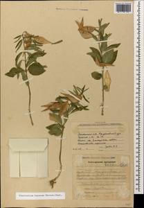 Vincetoxicum fuscatum (Hornem.) Rchb., Caucasus, Armenia (K5) (Armenia)