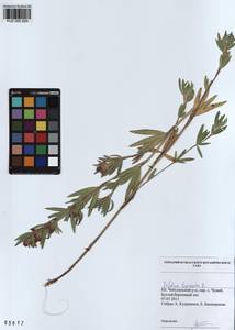 KUZ 000 829, Trifolium lupinaster L., Siberia, Altai & Sayany Mountains (S2) (Russia)