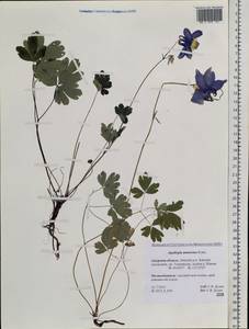 Aquilegia flabellata Siebold & Zucc., Siberia, Russian Far East (S6) (Russia)