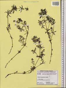 Galium verum subsp. verum, Siberia, Central Siberia (S3) (Russia)