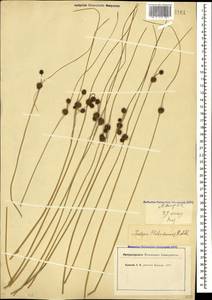 Scirpoides holoschoenus (L.) Soják, Caucasus (no precise locality) (K0)