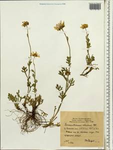 Arctanthemum arcticum subsp. arcticum, Siberia, Yakutia (S5) (Russia)