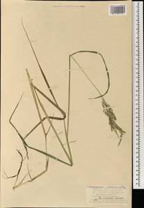 Calamagrostis inexpansa A.Gray, Mongolia (MONG) (Mongolia)