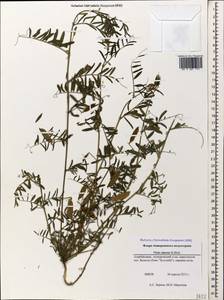 Vicia monantha subsp. monantha, Caucasus, Azerbaijan (K6) (Azerbaijan)