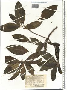 Euphorbia pyrifolia Lam., Africa (AFR) (Seychelles)